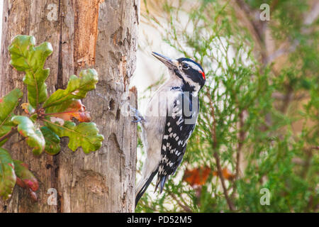 Hairy Specht, Picoides villosus, in North Carolina im November. Stockfoto