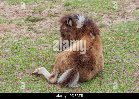 Miniatur Pferd bei Karmelitinnen Miniature Horse Farm in der Nähe von Brenham, Texas. Diese Kloster Nonnen anheben und verkaufen Miniatur Pferde themselv zu unterstützen. Stockfoto