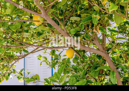 Frische reife Zitronen auf eine Zitrone Baum im Garten. Stockfoto