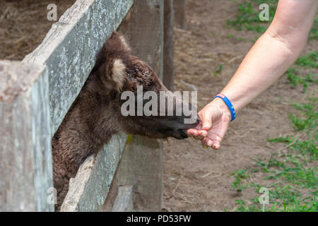 Miniatur Pferd bei Karmelitinnen Miniature Horse Farm in der Nähe von Brenham, Texas. Diese Kloster Nonnen anheben und verkaufen Miniatur Pferde themselv zu unterstützen. Stockfoto