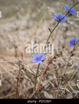 Wild Kornblumen auf der Hafer Feld, selektiver Fokus, getönt Stockfoto