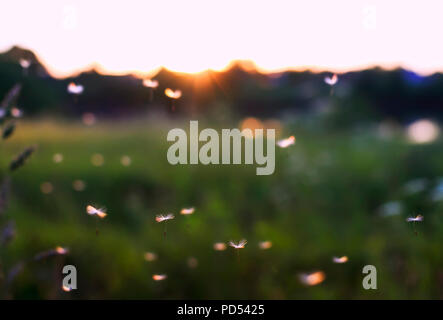 Schönen leichten Samen von einem Löwenzahn Blume Kreisen in der Luft auf dem Hintergrund der Sonnenuntergang Himmel auf einer Sommerwiese Stockfoto