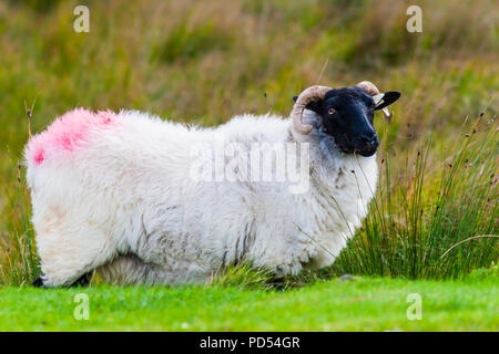 Schaf mit Doo Lough Pass im County Mayo in Irland Stockfoto