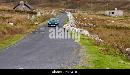 Schafe auf der Straße auf Achill Island, County Mayo, Irland. Schafe haben die Vorfahrt in Irland. Stockfoto