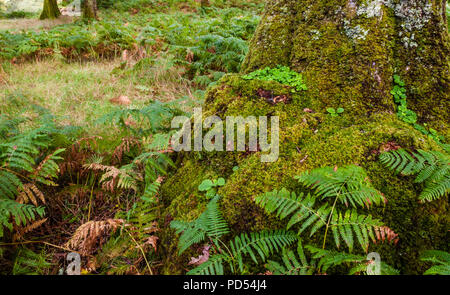 Farne und vierblättrigen Kleeblatt in Sheffery Woods im County Mayo, Irland Stockfoto