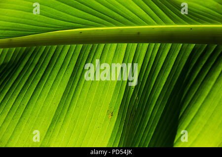 Ein Abessinier banana tree leaf Gegenlicht der Sonne Stockfoto