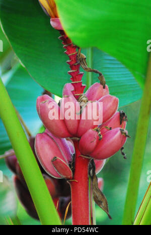 Guadeloupe - Schön einzigartige Rosa Bananen wachsen auf dem Baum Stockfoto