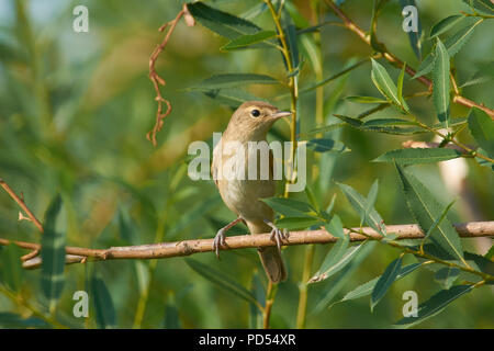 Blyth der Teichrohrsänger (Acrocephalus dumetorum) sitzt auf einem Zweig in der Nähe von das Nest in einer natürlichen Umgebung. Stockfoto