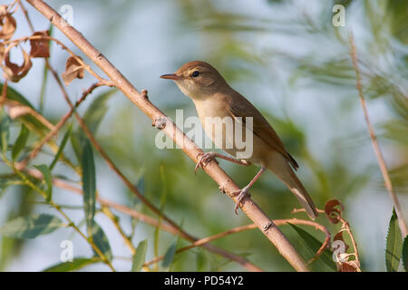 Blyth der Teichrohrsänger (Acrocephalus dumetorum) sitzt auf einer Weide Zweig, in einer natürlichen Umgebung. Stockfoto