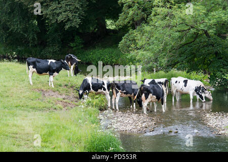 Milchvieh in Fluß mit einem Drink. North Yorkshire, UK. Stockfoto