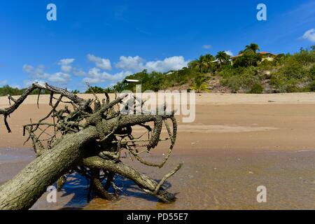 Tote Bäume am Strand ein Zeichen von Sachen mit der globalen Erwärmung, Toomulla QLD, Australia zu kommen Stockfoto