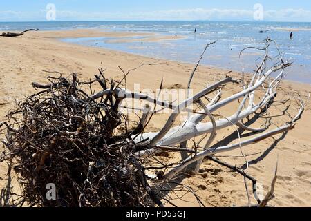 Tote Bäume am Strand ein Zeichen von Sachen mit der globalen Erwärmung, Toomulla QLD, Australia zu kommen Stockfoto