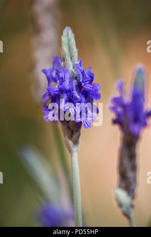 Farnblatt-Lavendelblüte (lavandula multifida) Stockfoto