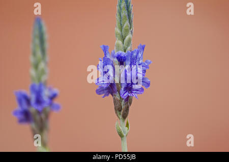 Farnblatt-Lavendelblüte (lavandula multifida) Stockfoto