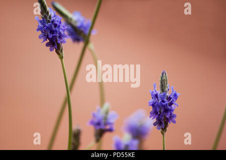 Farnblatt-Lavendelblüte (lavandula multifida) Stockfoto