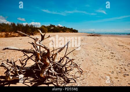 Tote Bäume am Strand ein Zeichen von Sachen mit der globalen Erwärmung, Toomulla QLD, Australia zu kommen Stockfoto