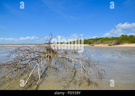 Tote Bäume am Strand ein Zeichen von Sachen mit der globalen Erwärmung, Toomulla QLD, Australia zu kommen Stockfoto