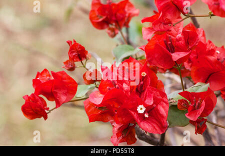 Bougainvillea Busch in Blume Stockfoto