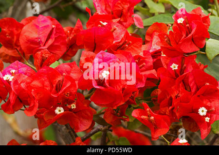 Bougainvillea Busch in Blume Stockfoto