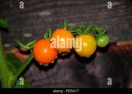 Sun Gold Cherry Tomaten in verschiedenen Phasen der Reife auf der Rebe. Diese Vielfalt an Tomaten (Solanum Lycopersicum) erzeugt eine gelb-orange Früchte. Stockfoto