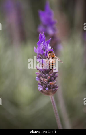 Lavendel Blume und Honig Honig Biene auf natürlichen Hintergrund Stockfoto