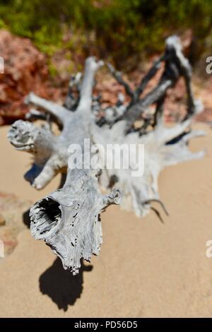 Tote Bäume am Strand ein Zeichen von Sachen mit der globalen Erwärmung, Toomulla QLD, Australia zu kommen Stockfoto