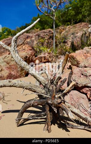 Tote Bäume am Strand ein Zeichen von Sachen mit der globalen Erwärmung, Toomulla QLD, Australia zu kommen Stockfoto