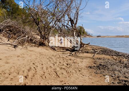 Tote Bäume am Strand ein Zeichen von Sachen mit der globalen Erwärmung, Toomulla QLD, Australia zu kommen Stockfoto