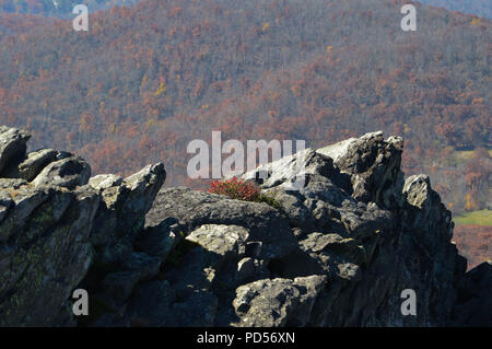 Blick auf die zerklüfteten Berge Lookout Vista an Grandfather Mountain State Park in North Carolina im Herbst Stockfoto