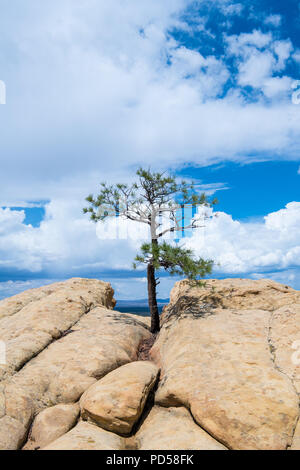 Lone Pine Tree und dramatischen Himmel bei Sandstein Bluffs übersehen in El Malpais National Monument in New Mexico Stockfoto