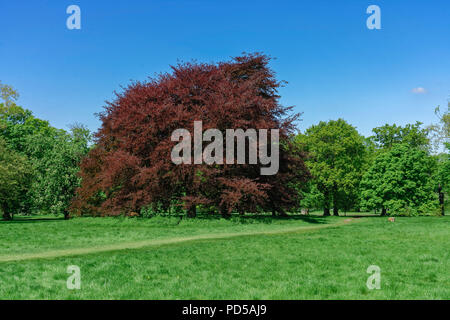 London, England - Mai 4, 2018: Hyde Park Farben. Stockfoto