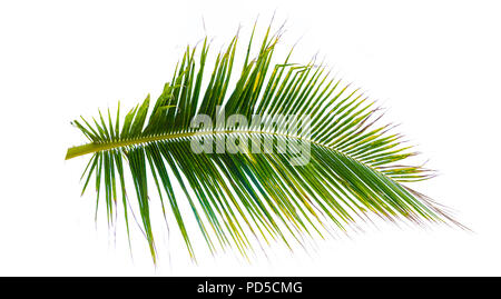 Kokos-blätter isoliert weißer Hintergrund Sommer design Stockfoto