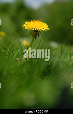 Vertikale crop Eine, einzelne gelbe Löwenzahn, Gänseblümchen Blume von grünen Gras im Frühling umgeben, in der Nähe und unscharfen Hintergrund Stockfoto