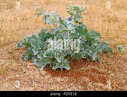 Meer - holly, Eryngium maritimum, in Sanddünen auf der North Norfolk Coast in Burnham Overy Staithe, Norfolk, England, Vereinigtes Königreich, Europa. Stockfoto