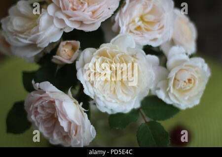 Wilde Weinlese altmodische Rosen Stockfoto