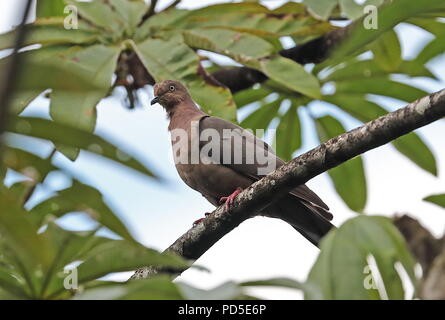 Plumbeous Pigeon (Patagioenas plumbea) Erwachsenen auf dem Zweig Bombascaro Fluss, Zamora, Ecuador Februar gehockt Stockfoto