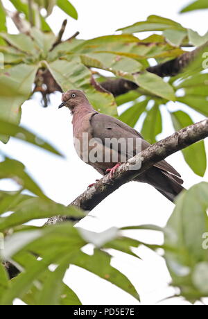 Plumbeous Pigeon (Patagioenas plumbea) Erwachsenen auf dem Zweig Bombascaro Fluss, Zamora, Ecuador Februar gehockt Stockfoto