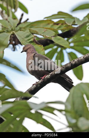 Plumbeous Pigeon (Patagioenas plumbea) Erwachsenen auf dem Zweig Bombascaro Fluss, Zamora, Ecuador Februar gehockt Stockfoto