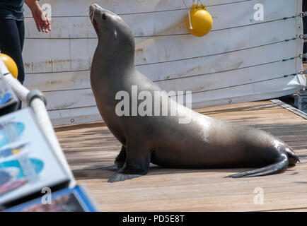 California Sea Lion in Gefangenschaft auf der Suche nach Nahrung Caleta de Fuste grau California sea lion Küsten eared Dichtung trocken Land warten auf der Suche nach Essen Fisch r Stockfoto