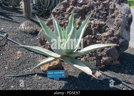 Berg Aloe immergrüne Pflanze und Vulkangestein aus der Nähe ansehen der Aloe marlothii einzigen Berg immergrüne sukkulente Pflanze und große vulkanische stammte r Stockfoto