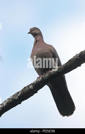 Plumbeous Pigeon (Patagioenas plumbea) Erwachsenen auf dem Zweig Bombascaro Fluss, Zamora, Ecuador Februar gehockt Stockfoto