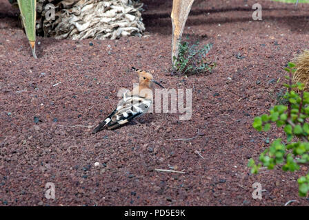 Eine bunte Wiedehopf Vogel mit schwarzen und weißen Flügeln in der Nähe der markanten Gefieder Upupa epops Wiedehopf Vogel stehen auf zerquetscht Lavagestein in Barcelo Stockfoto