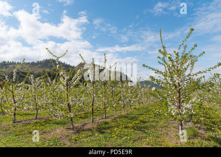 Reihen von blühenden Apfelbäumen im Obstgarten mit Bergen und blauen Himmel im Hintergrund Stockfoto