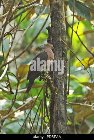 Plumbeous Pigeon (Patagioenas plumbea) Erwachsenen auf dem Zweig Bombascaro Fluss, Zamora, Ecuador Februar gehockt Stockfoto