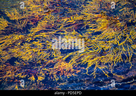 Bunte Algen in Enynhallow Sound, Orkney Stockfoto