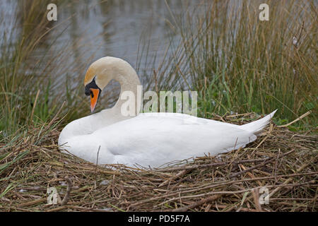 Höckerschwan auf dem nest Stockfoto