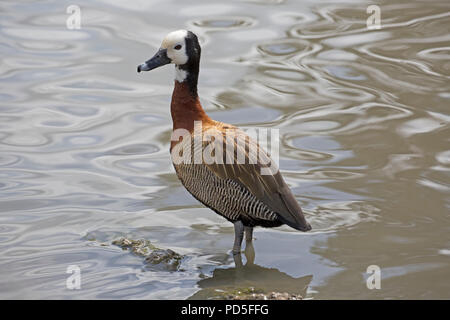 White-faced Whistling duck Dendrocygna viduata stehend an Waters Edge Slimbridge UK Stockfoto