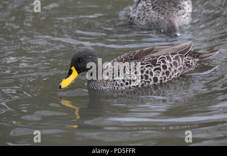 Eine gelbe-billed duck Anas undulata schwimmen Slimbridge UK Stockfoto