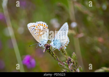 Gemeinsame Blau weiblicher Schmetterling ihre Beine treten in das Gesicht einer männlichen Stockfoto