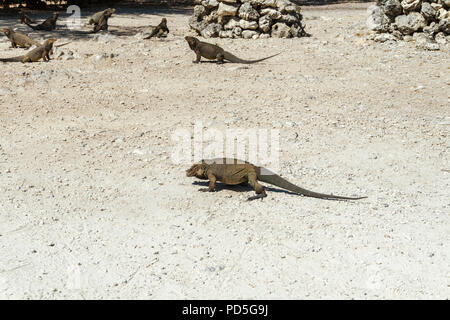 Gruppe von Grau wild Leguane in die Wilde Stockfoto
